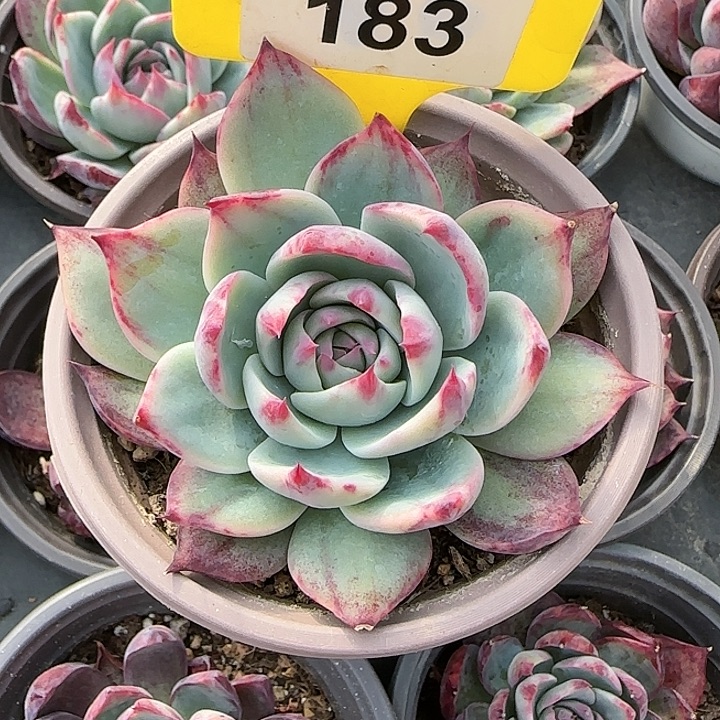 183 惊鸿仙子多肉植物6-9cm