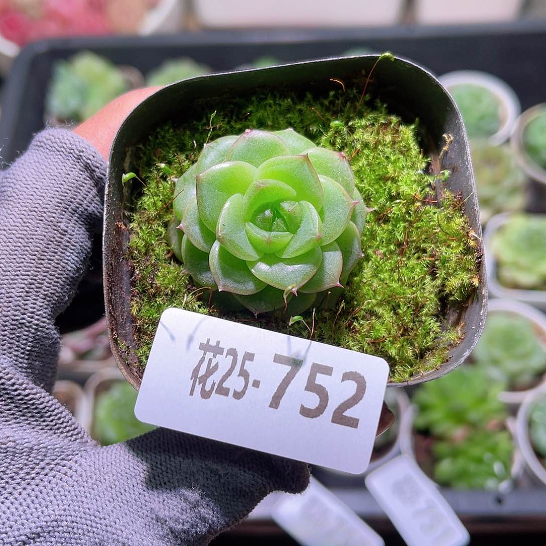 花25-752麦秆单头