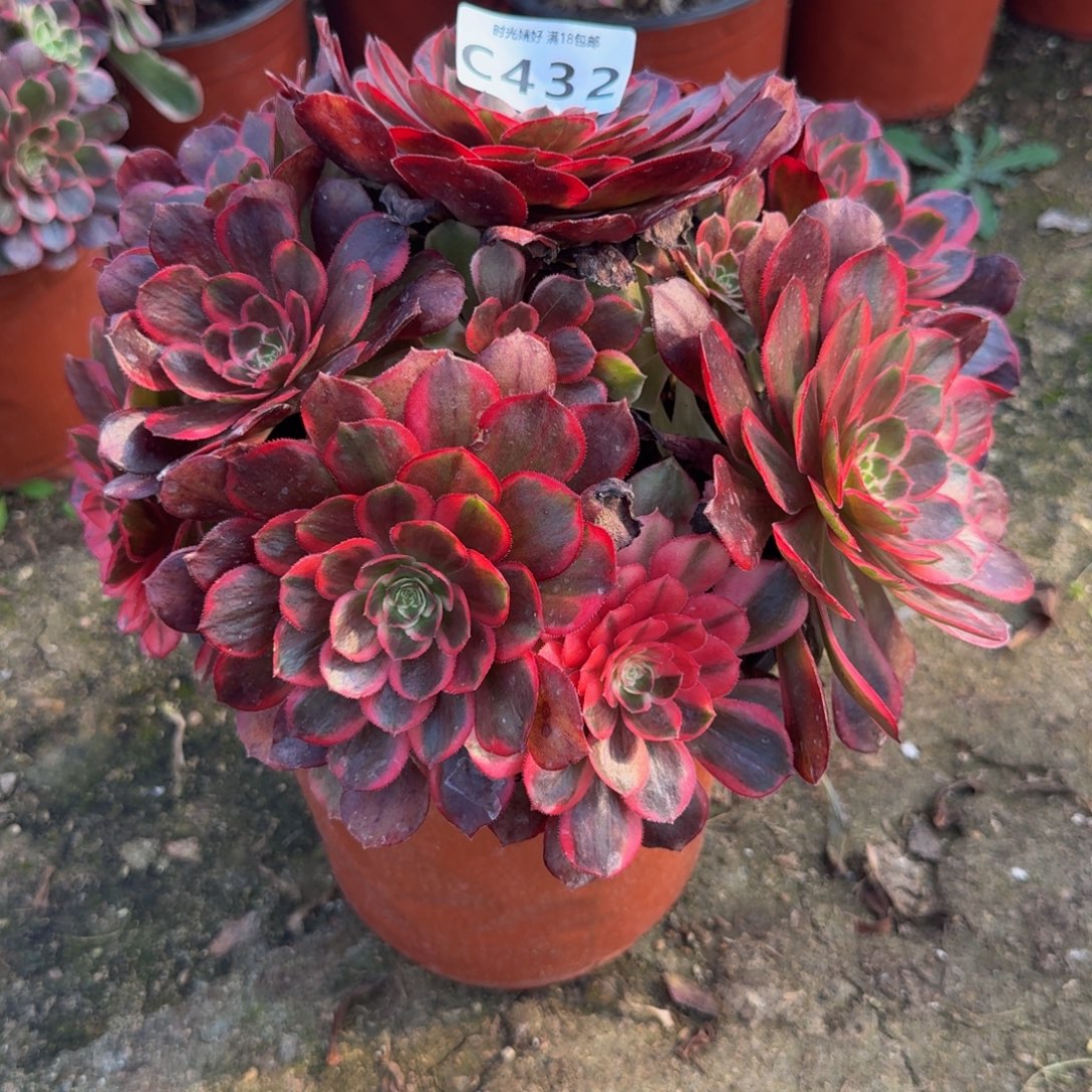 432克拉恋人。多肉植物