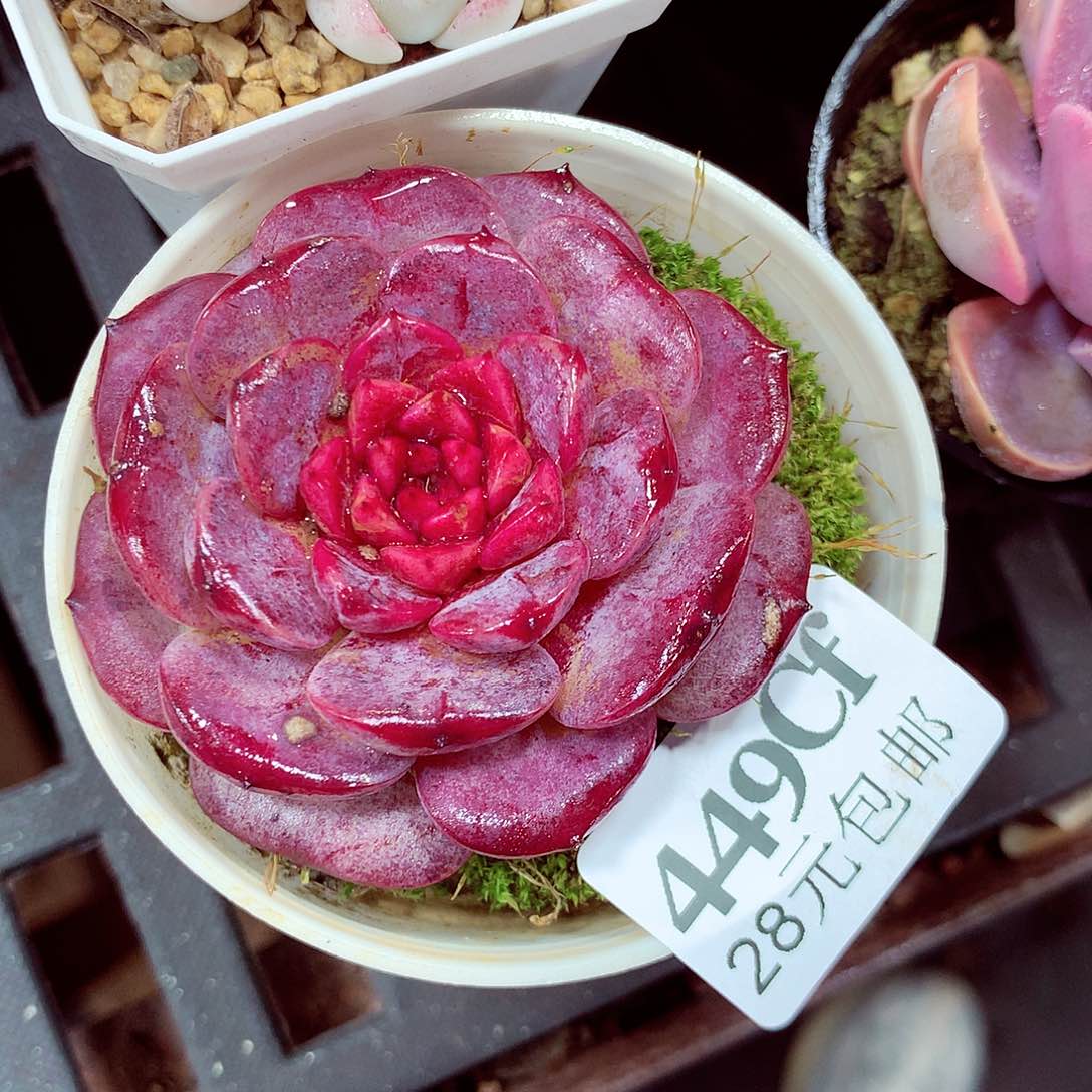 5厘米盆精控多肉449