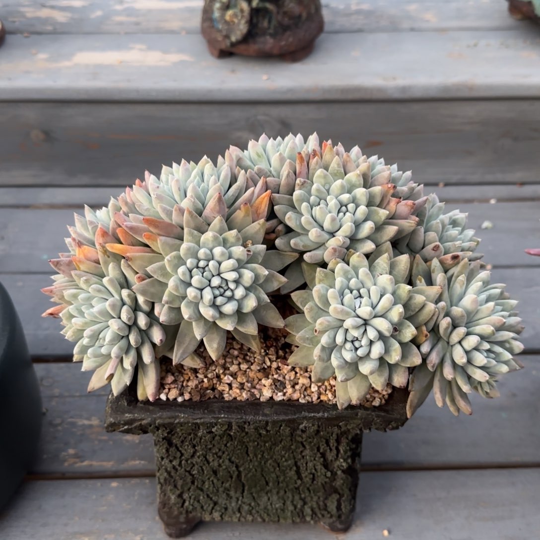 D****e20250211007仙女杯多肉植物大宝