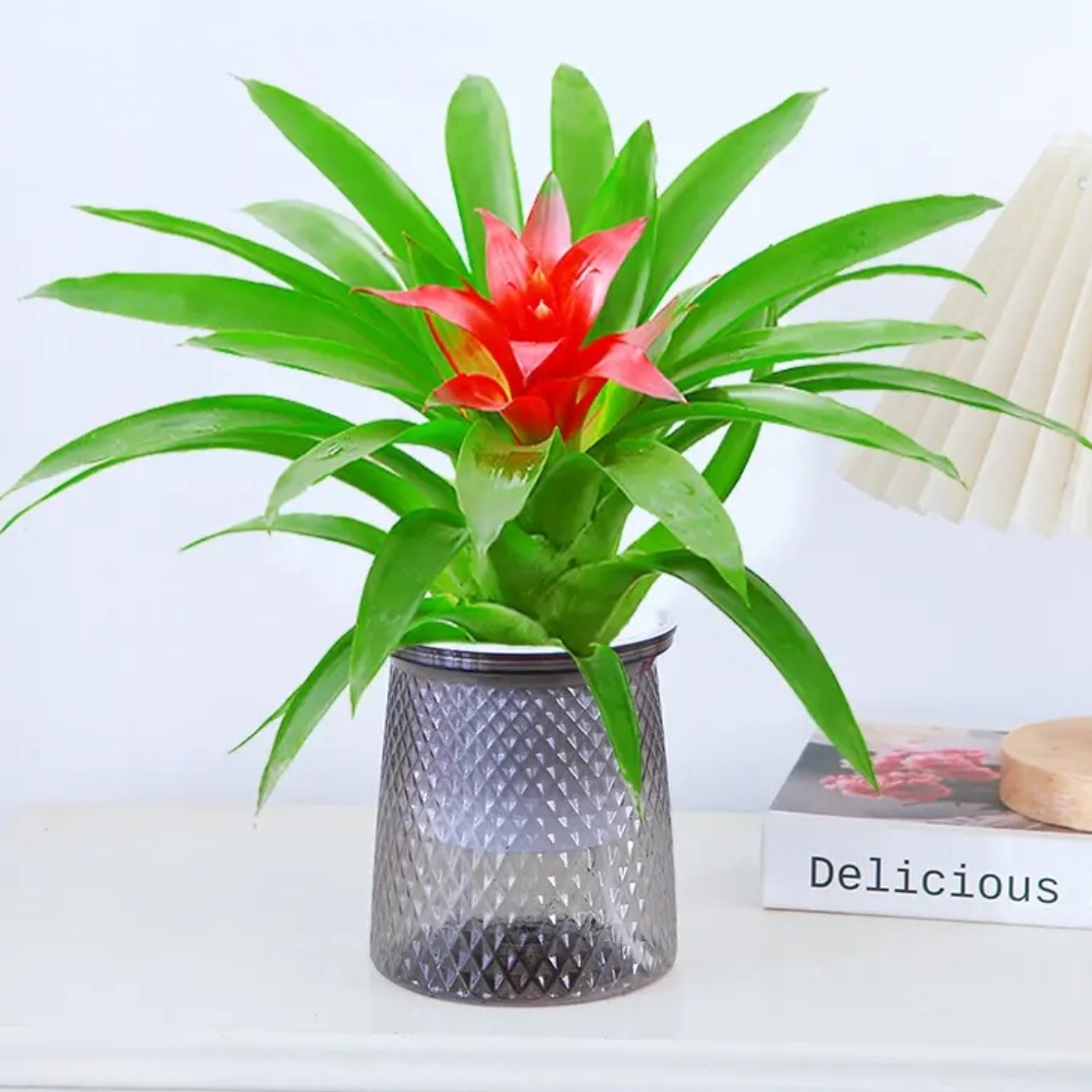 【鸿运当头】小红星盆栽CH室内客厅办公室家用净化空气