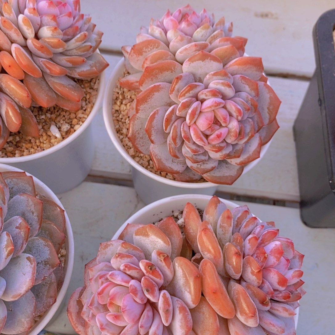 量拍15号 精品母本糖心星星橙双头一个