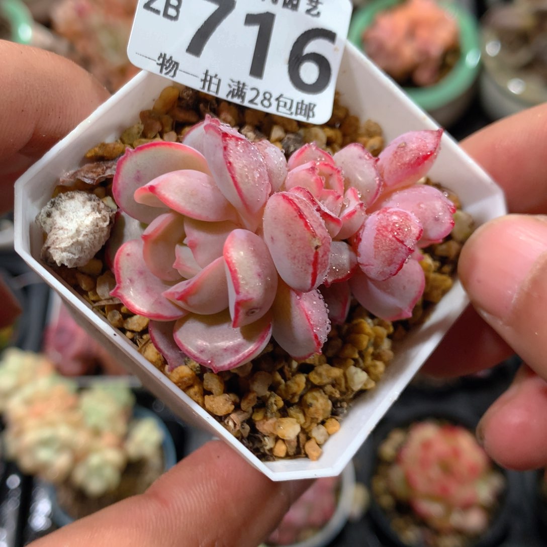 5CM拇指盆精控多肉ZB716