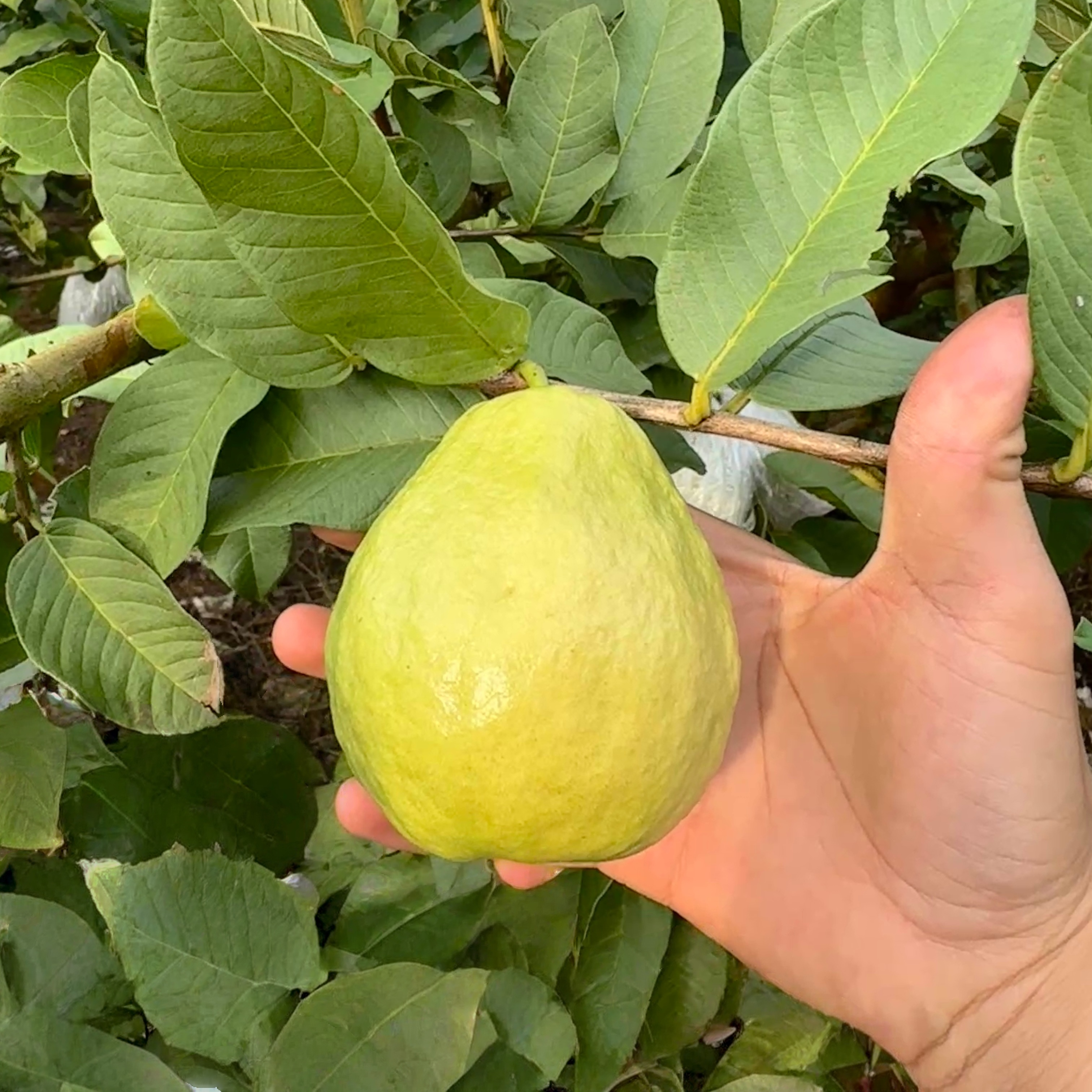 广东白心番石榴老树果脆甜芭乐低糖当季水果产地直发新鲜采摘整箱