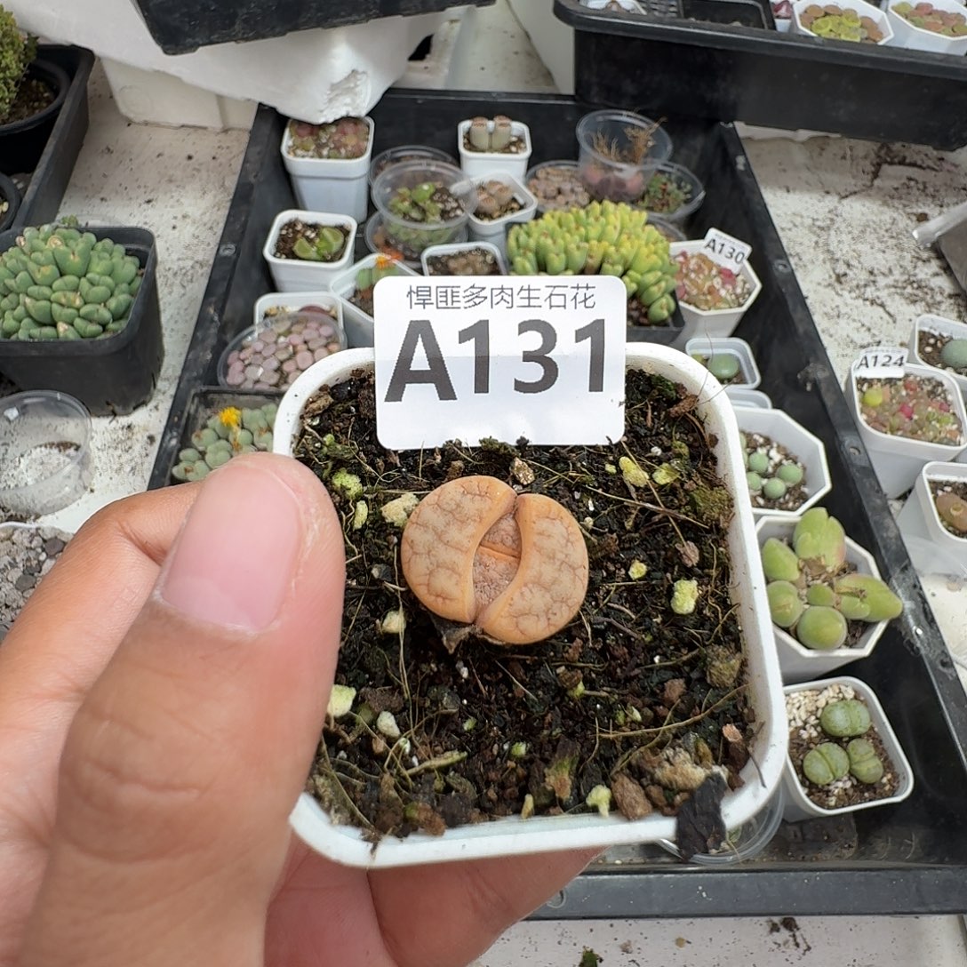 131多肉植物多肉植物