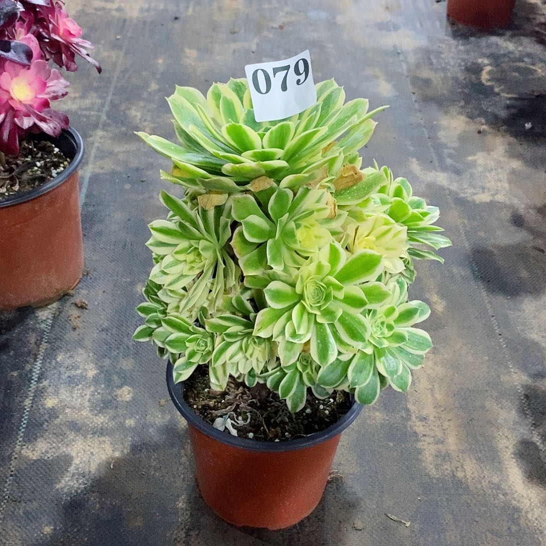 艳凝079多肉法师