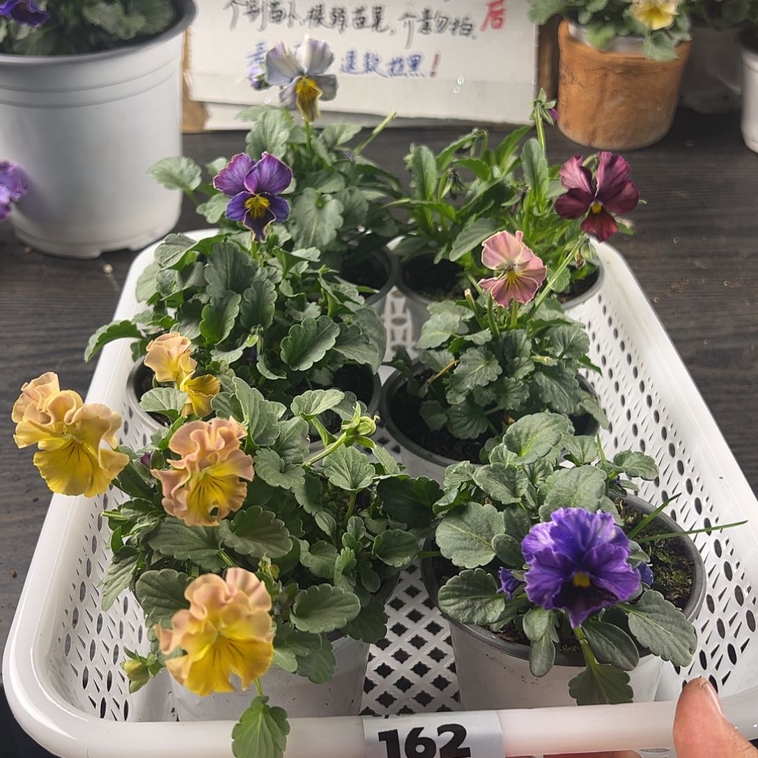 大部分花苞少量开放162号