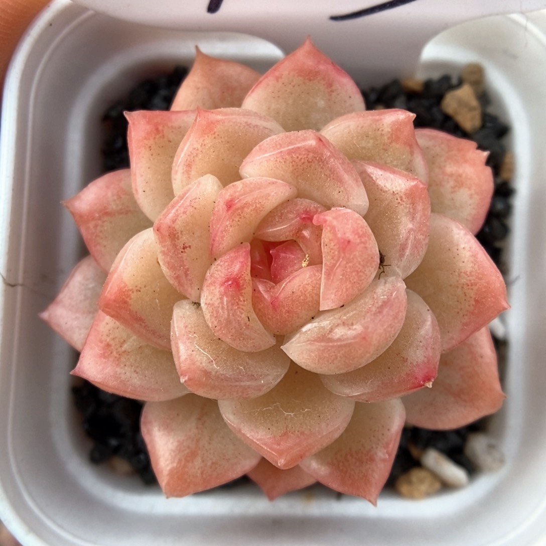 糖心珍妮可拍915号