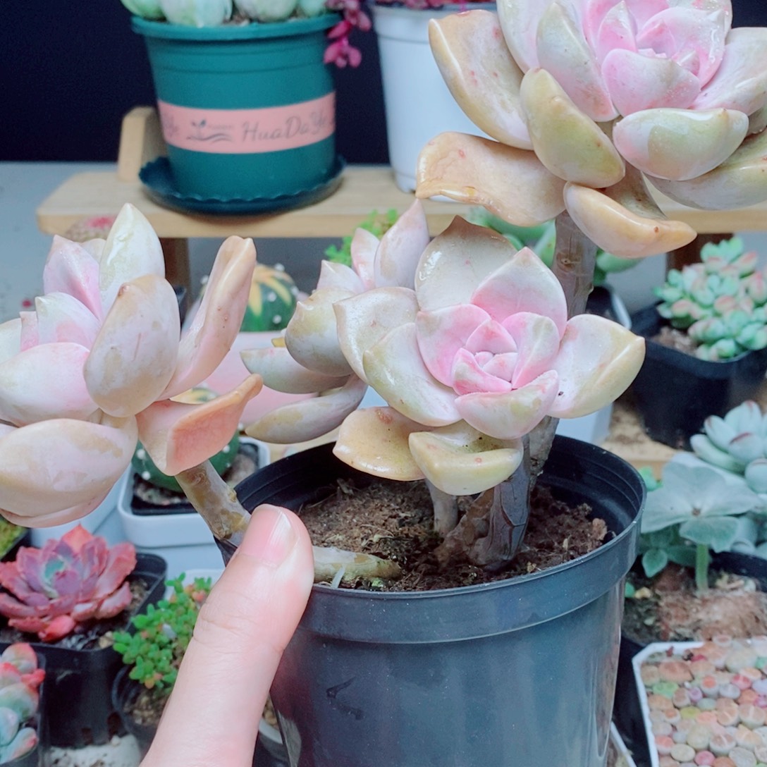 紫乐直播间一盆肉肉肉肉肉肉