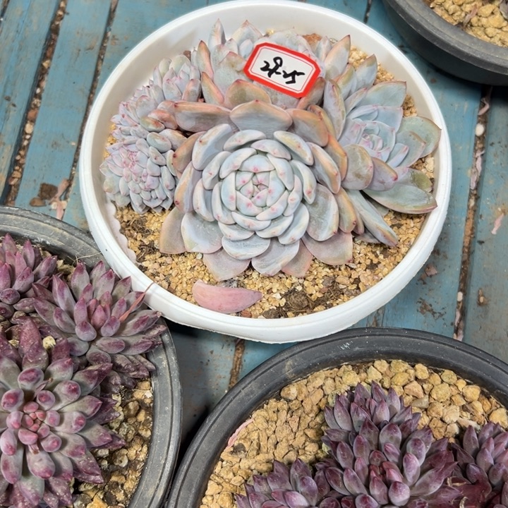 爱***傻精品多肉植物老桩