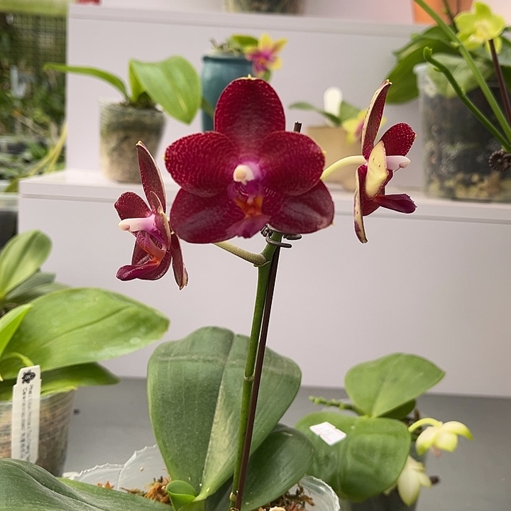 完全开放3寸杯弥陀太阳王