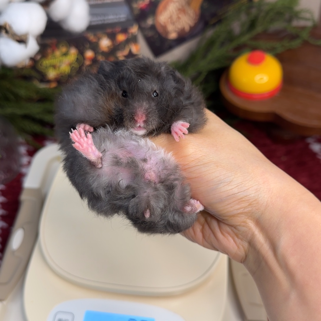 卷毛黑熊妹妹112g10.18