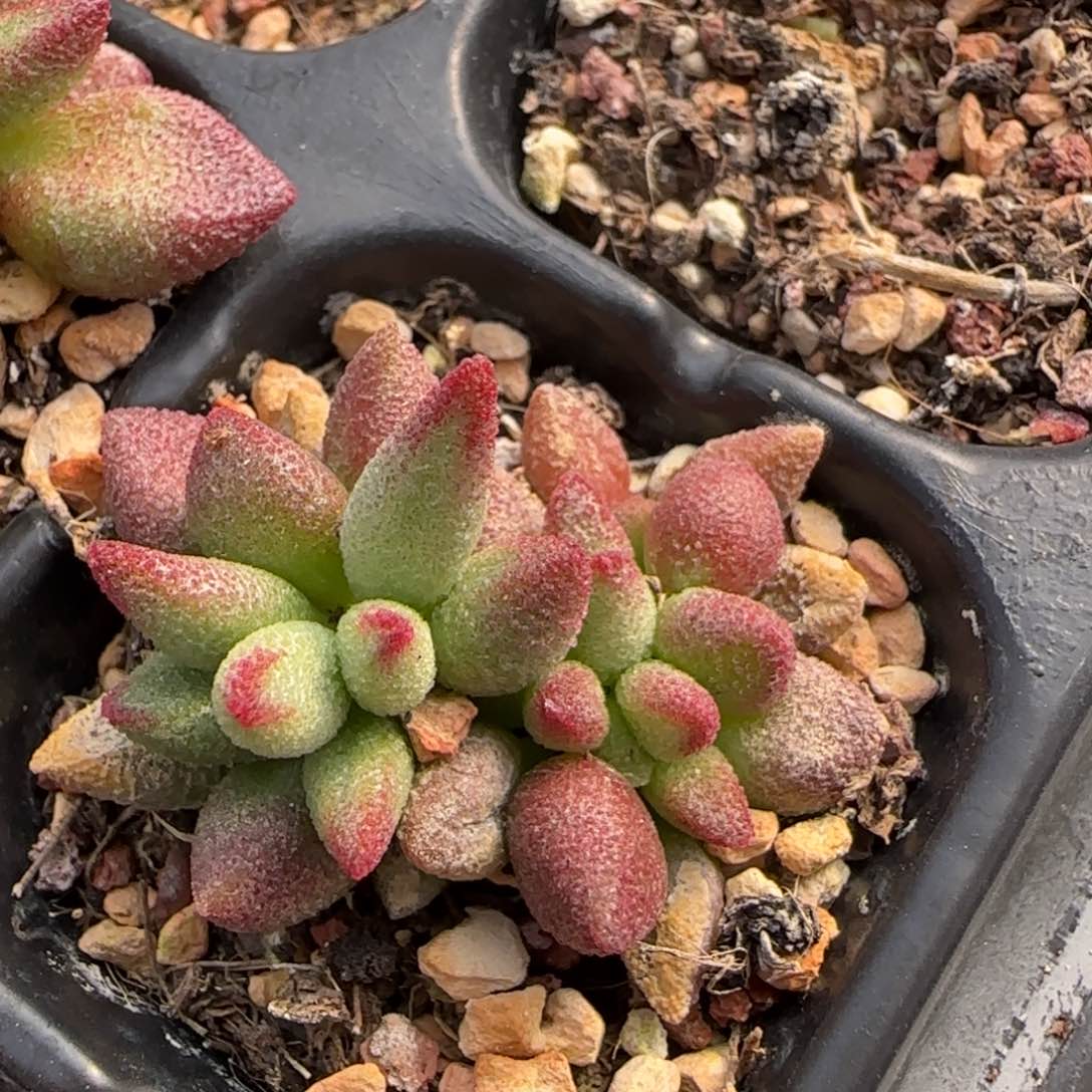 红银卵水泡多肉植物