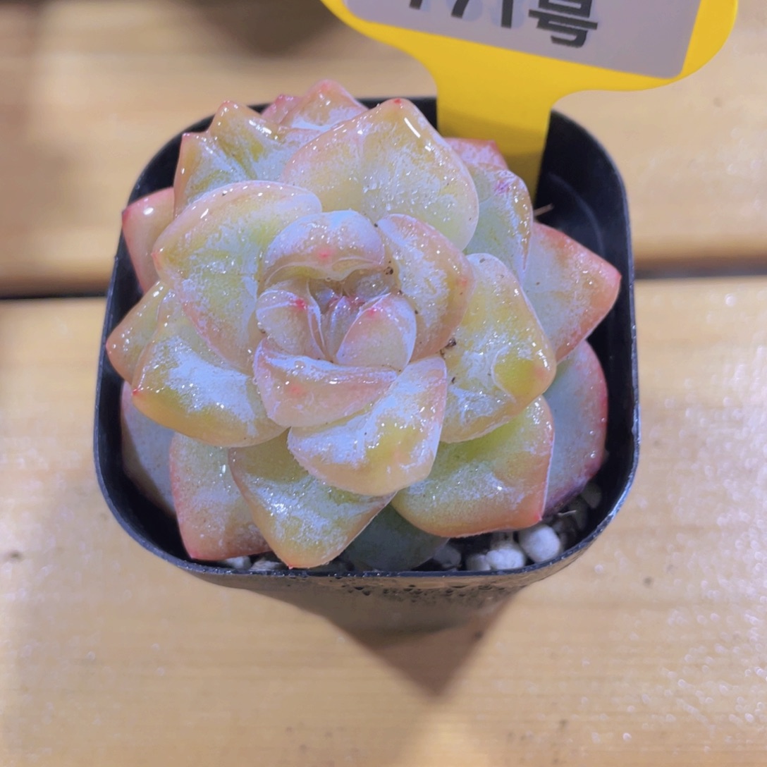 771号 宽叶大白兔单头一个