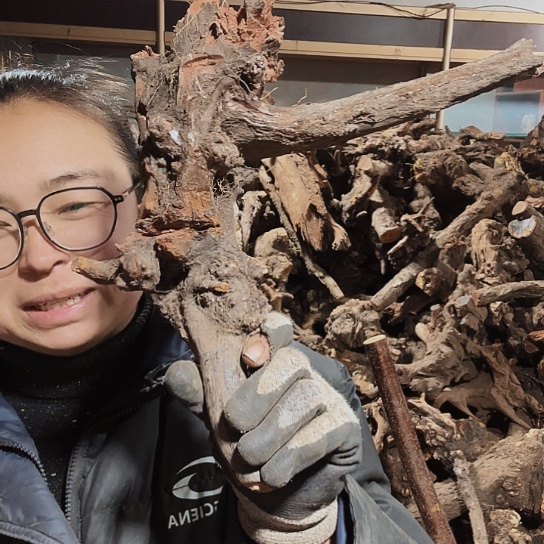 香榧木?***爹火琉璃的毛料摆件