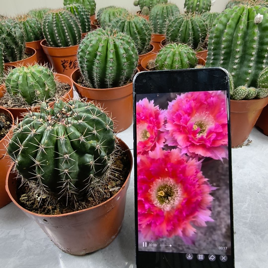 自根羽毛6号带盆土发货（7cm）