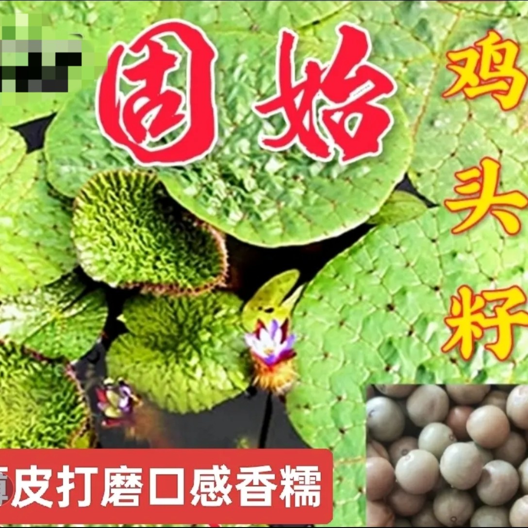 【丽姐专属】2025年固始本地鸡头籽（产地直发）