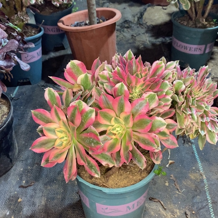 粉女巫缀多肉植物61 