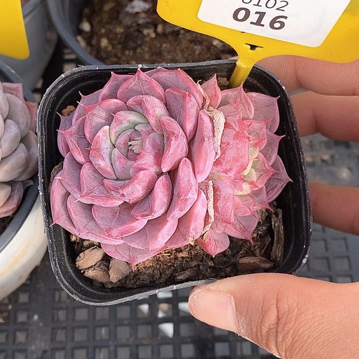 0102016沙罗姬杂 元旦福利