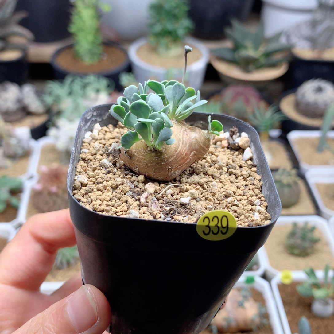 格加厚敦菊母本带盆