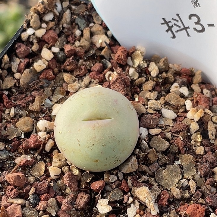 3-43白花大g多肉植物