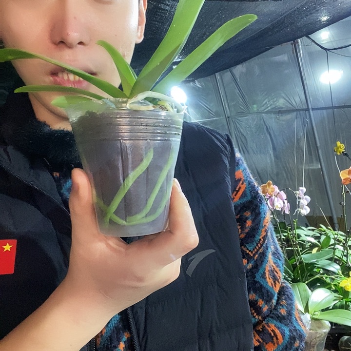 无花朵蓝星蝴蝶兰