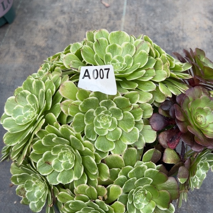 007碧浪朵朵30厘米左右