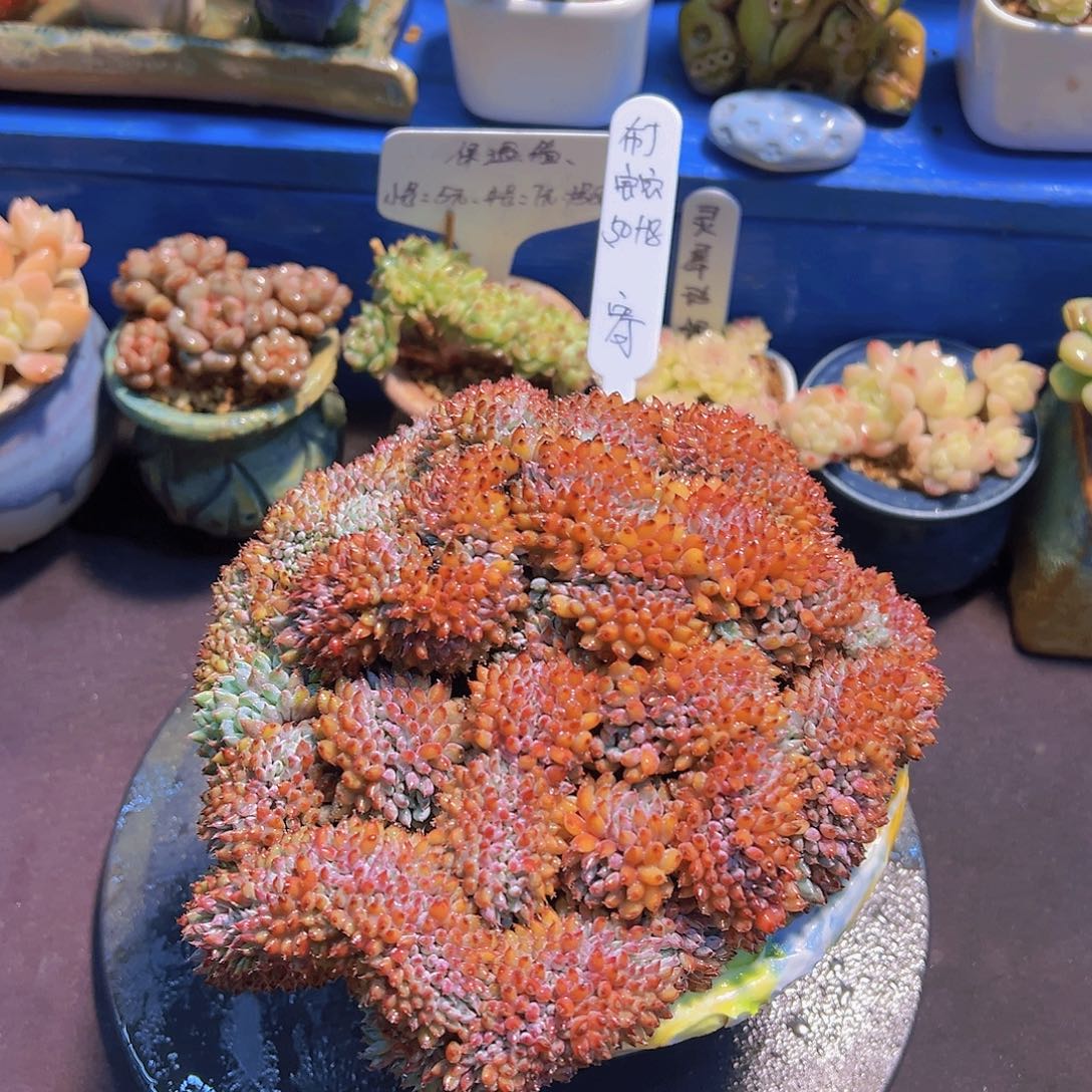 布**寳多肉植物，多肉植物，