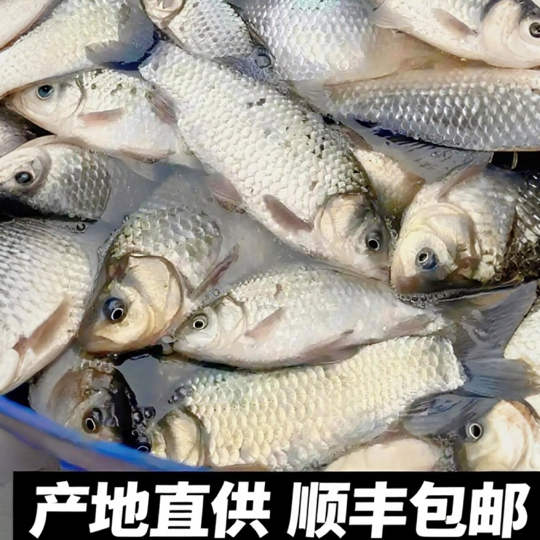 兴凯湖鲫鱼顺丰发货