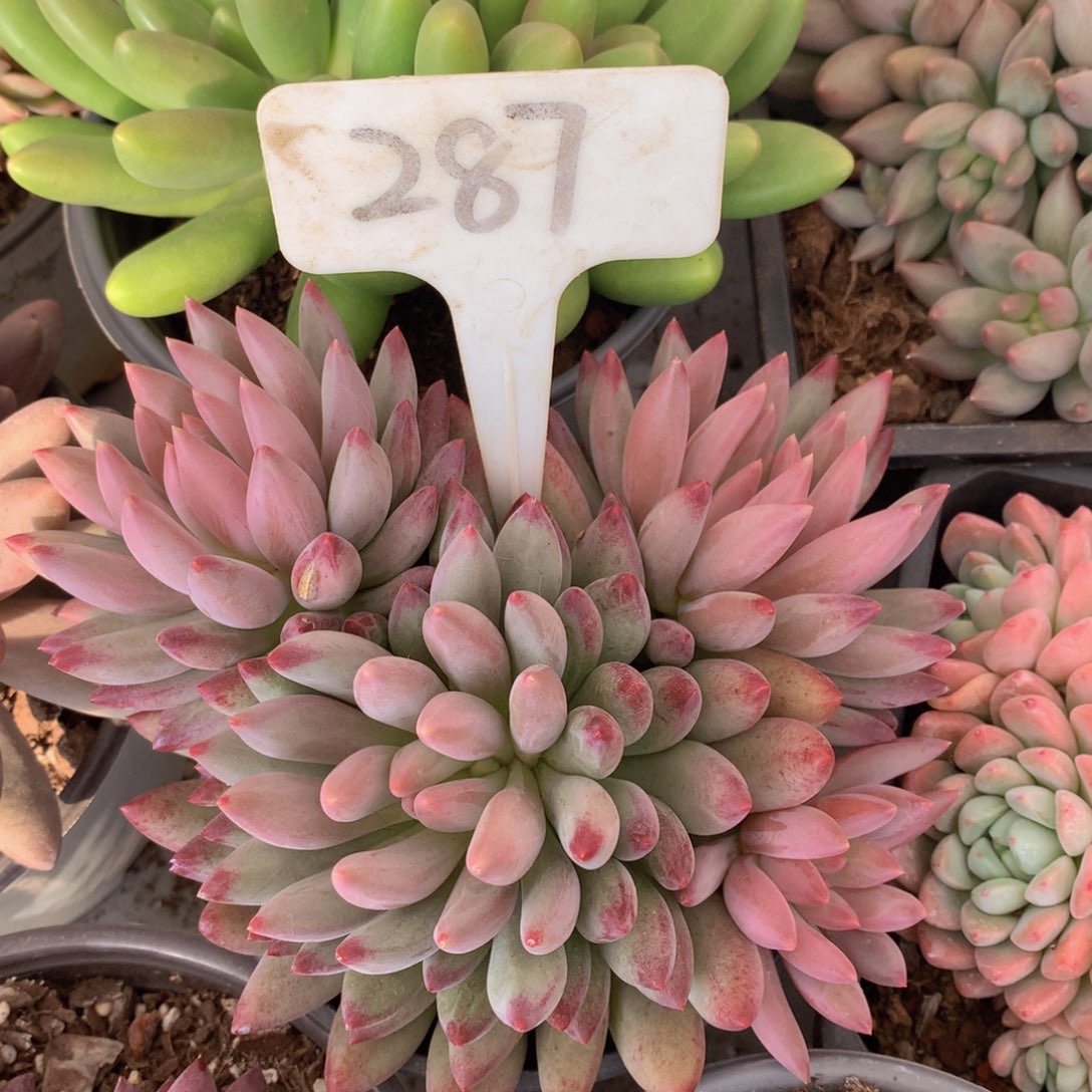 驴踢越迷人读肉哦走五岁62722772