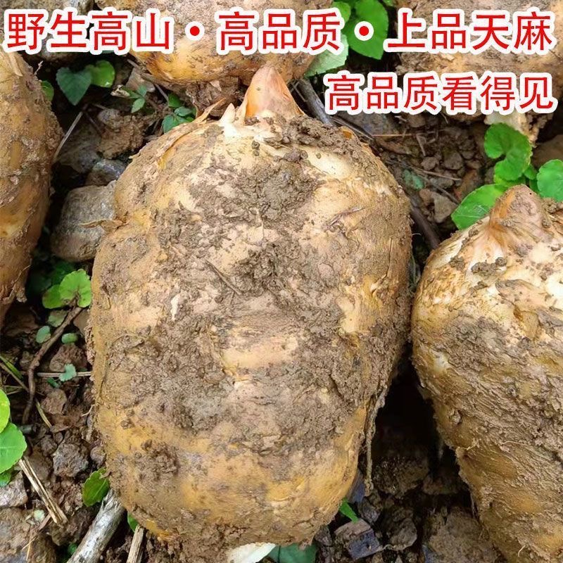新鲜天麻农家自种仿野生天麻特级新鲜现挖湿麻无硫煲汤炖