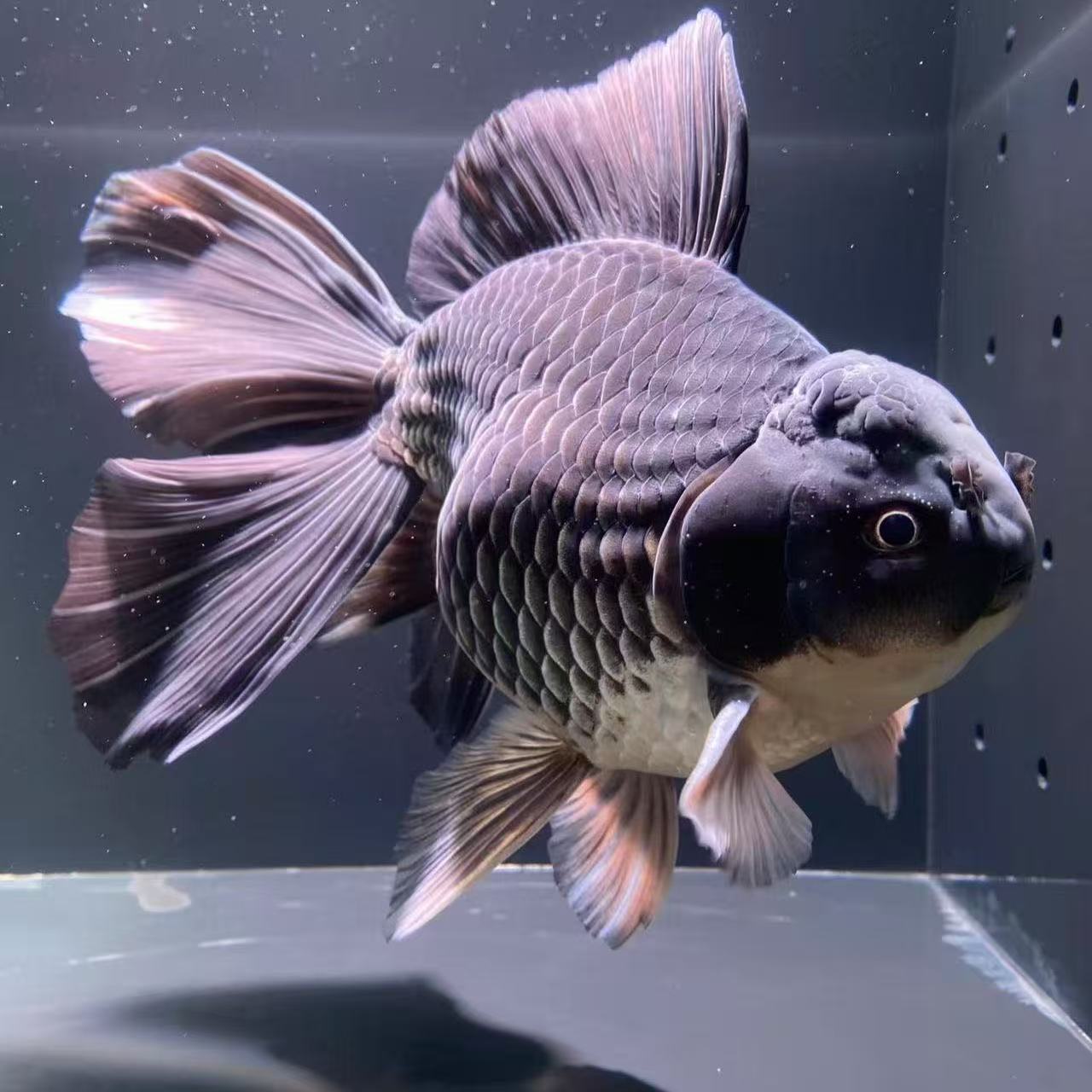 纯种蝴蝶鲤水族活体耐活好养冷水观赏泰式玛丽兰寿熊猫玉兔麒麟樱