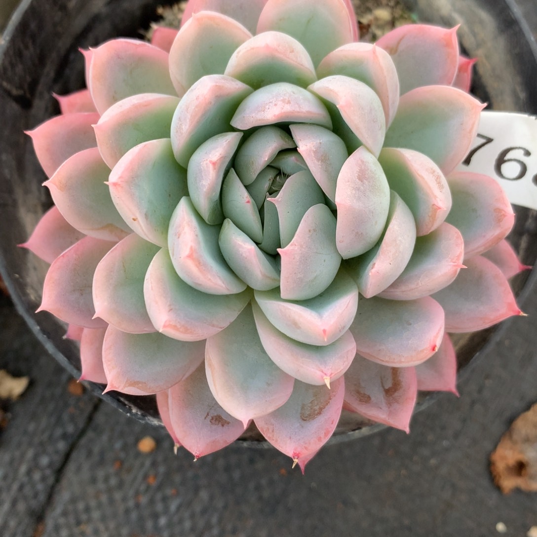 7689杂交多肉老桩