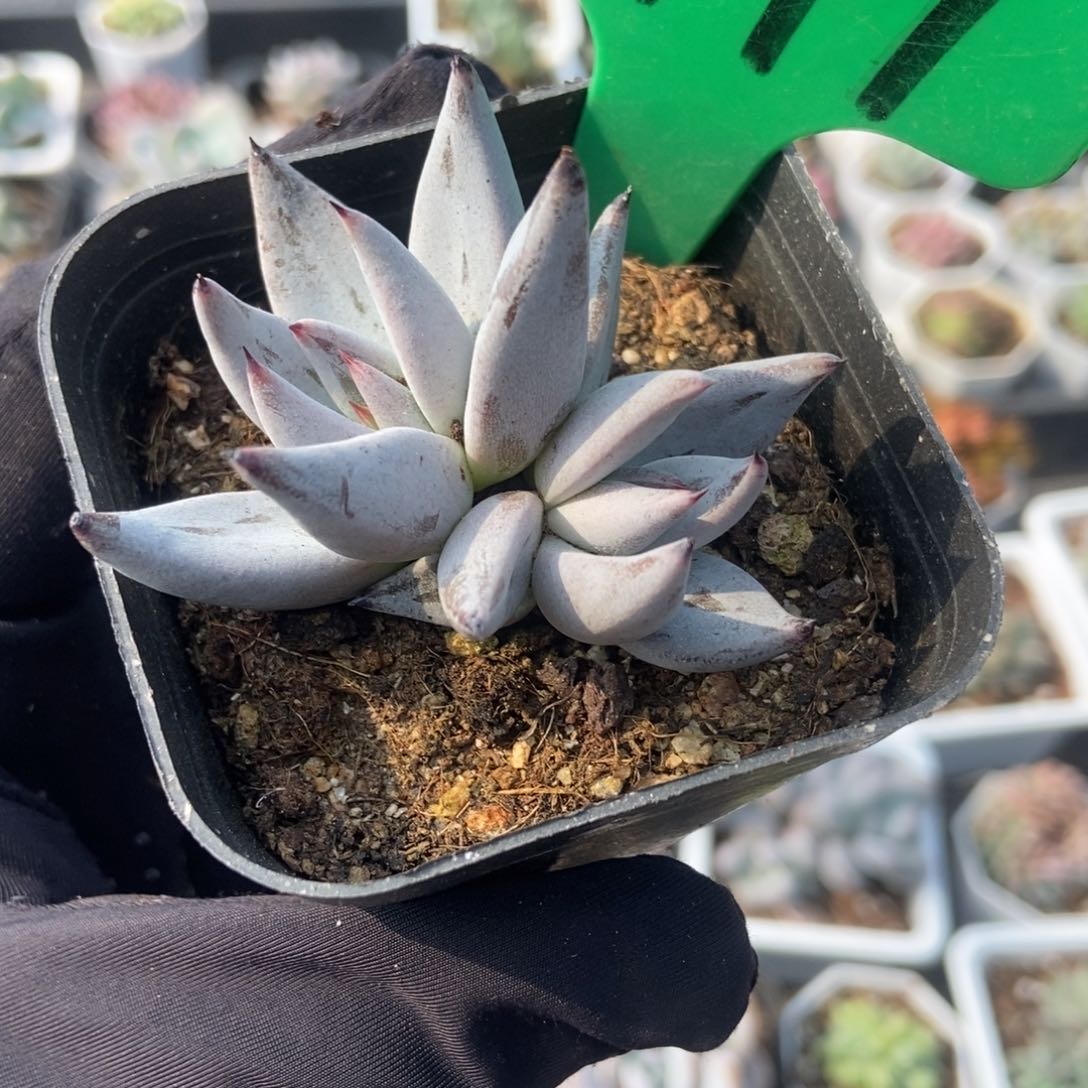 779墨爪多肉植物保护