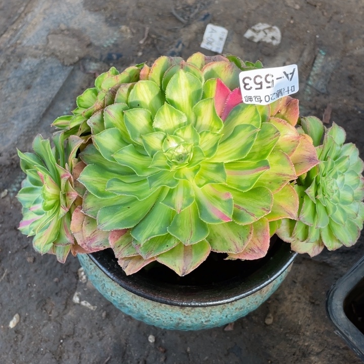 553知否无根多肉123446789