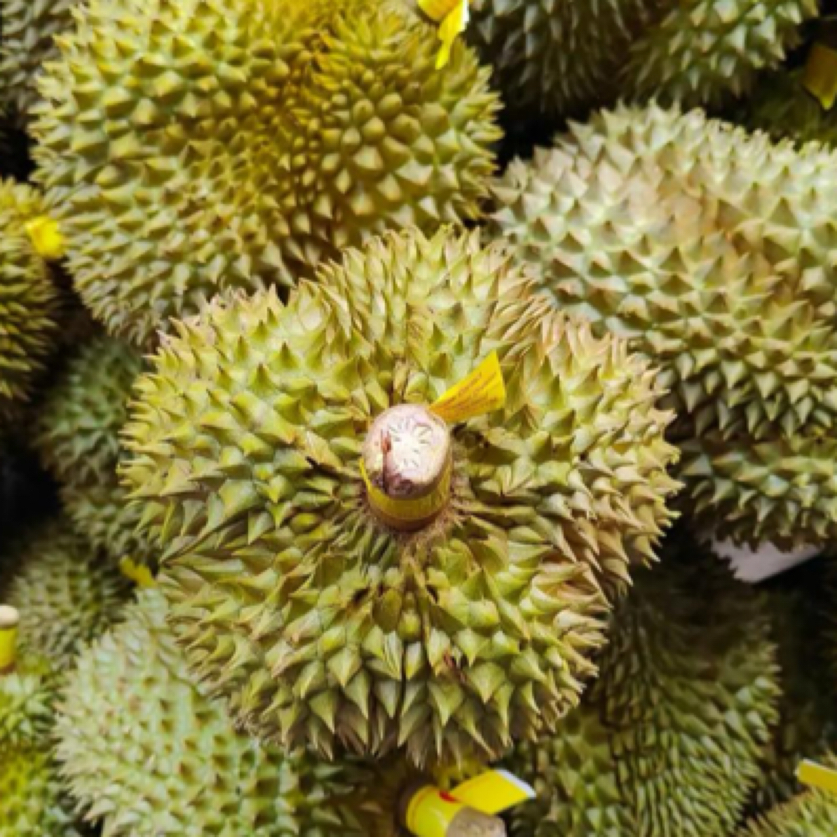 （一物一拍5-7斤）新鲜泰国金枕榴莲整果核小金枕泰国