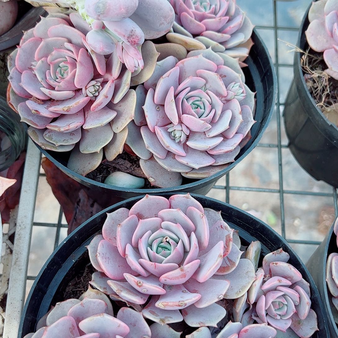 粉蝶多头群生精品特价