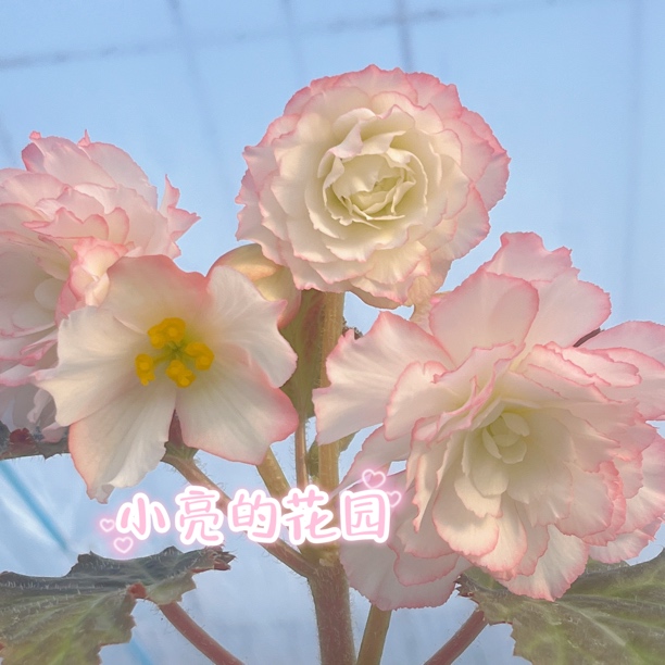 【甜蜜粉花边】夫妻海棠多年生室内花卉 只包到手不包养护