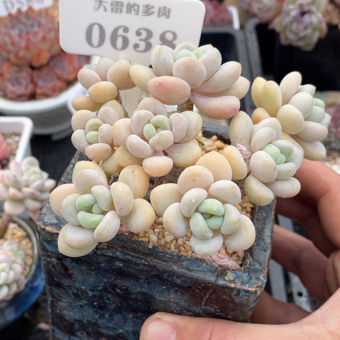 0638白奶糖不带盆11厘米