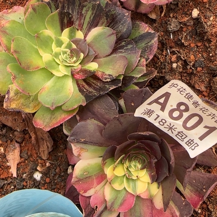 多肉法师淘宝福利