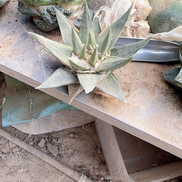 有根龙牙牡丹牡丹