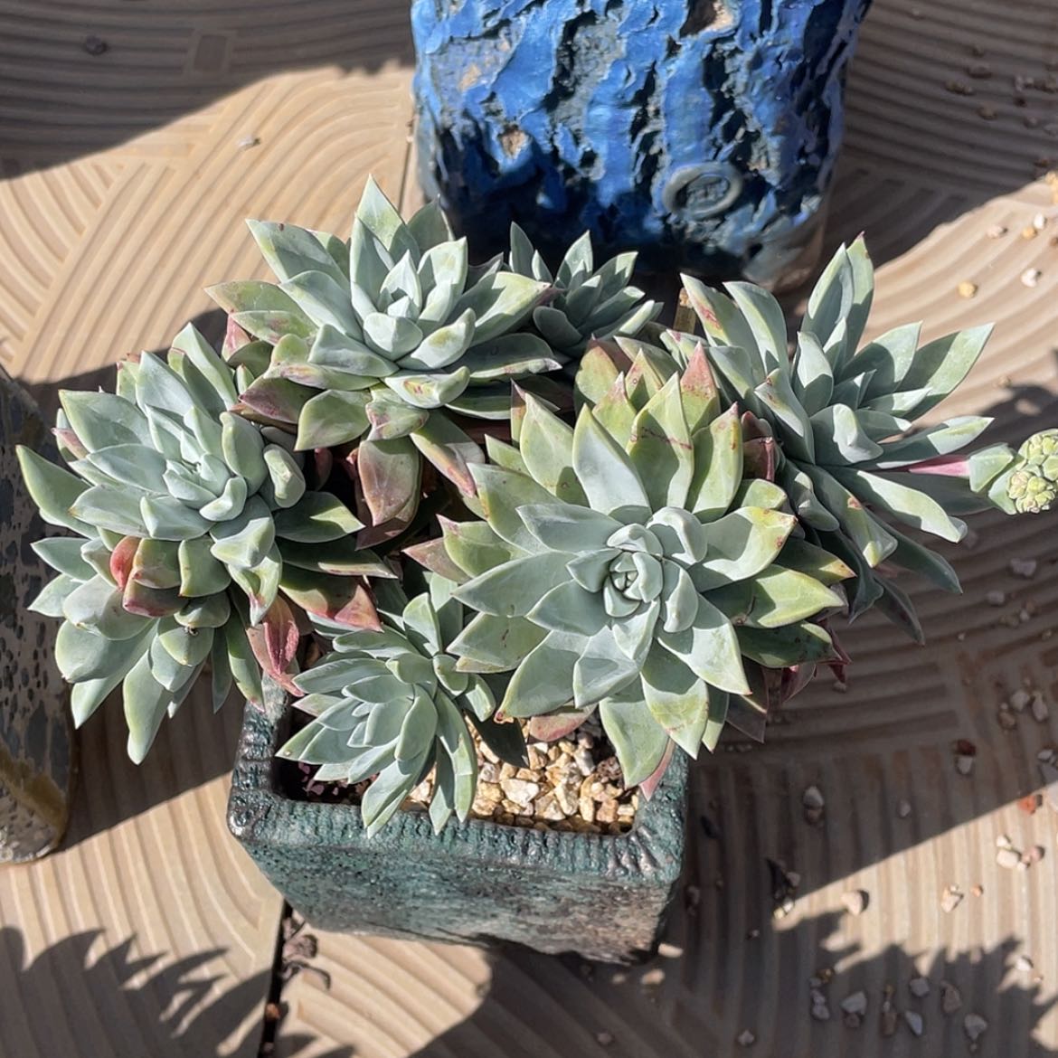 【闪购商品】花朵苹果叶