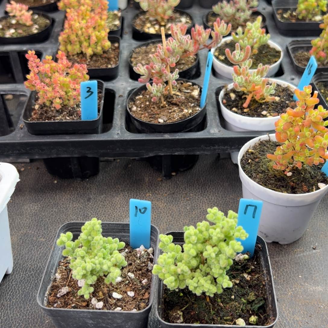 莱斯虎斑锦10号17号