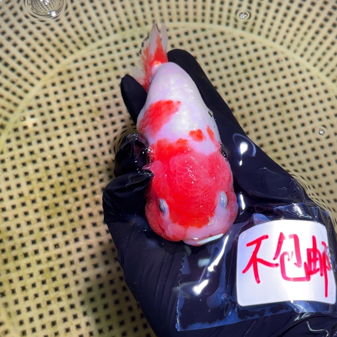 金鱼宇*仔顺丰到付运费自理