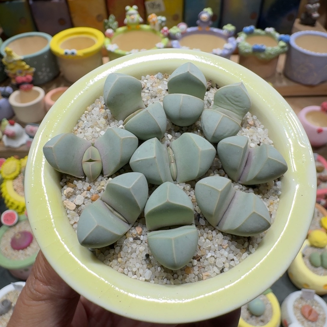 蘑菇1328魔玉多肉植物