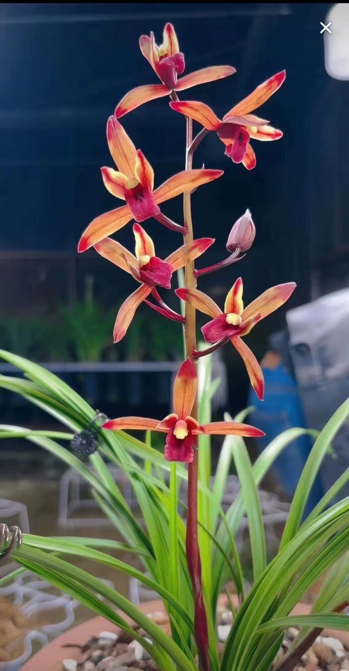 国兰浓香型兰花 一物一拍