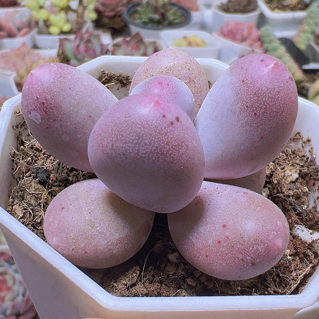 米可奶19包邮多肉植物