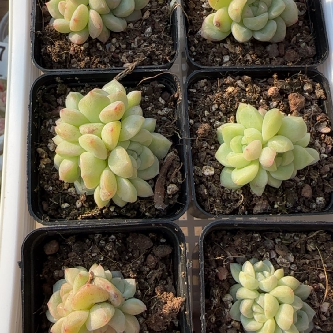 群生白体财富密码一颗量拍