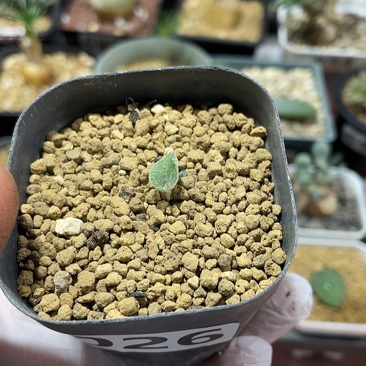 026棉花糖爱心雾冰玉